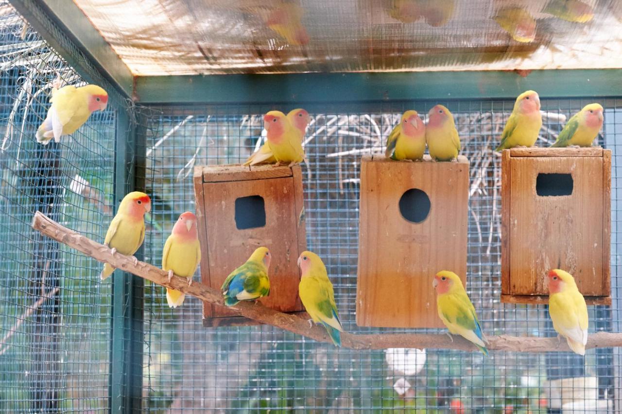 Dar Ayniwen Garden Hotel & Bird Zoo Marrakesh Eksteriør billede